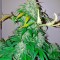Семена сорта Bubba Kush Autoflowering fem (Dinafem Seeds)