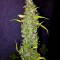 Семена сорта Anubis fem (Pyramid Seeds)