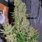 Семена сорта Chronic reg (Serious Seeds)
