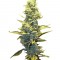 Семена сорта Fruit Autoflowering (Dinafem Seeds)
