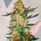 Семена сорта Northern Lights Auto fem (Семяныч)