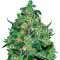Семена сорта Critical Jack Herer Auto fem (Delicious Seeds)