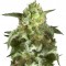 Семена сорта Wendy Auto fem (Trikoma Seeds)