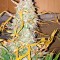 Семена сорта Critical Jack Autoflowering fem (Dinafem Seeds)