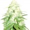 Семена сорта Green Mango Kush fem (Sumo Seeds)
