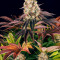 Семена сорта Purple Punch X Lemon Drizzle fem от Barney's Farm