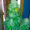 Семена сорта Bubba Kush Autoflowering fem (Dinafem Seeds)