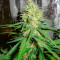 Семена сорта Critical XXL fem (Herbies Seeds)