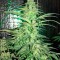 Семена сорта Strawberry Cake fem (Heavyweight Seeds)