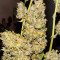 Семена сорта Auto Chocolate Kush fem (00 Seeds)