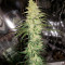 Семена сорта Ultra Power Plant fem (Victory Seeds)