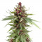 Семена сорта Girl Scout Cookies Auto fem (Nirvana Seeds)