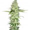 Семена сорта Wonder Woman fem (Nirvana Seeds)