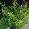 Семена сорта Sugar Black Rose Auto fem (Delicious Seeds)