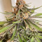 Семена сорта Bruce Banner # fem (AlphaFem Seeds)