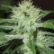Семена сорта Auto Speed Bud fem (Female Seeds)