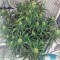 Семена сорта Auto Pyramid fem (Pyramid Seeds)