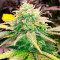 Семена сорта Gushers fem (7CH Seeds & Advanced Seeds)