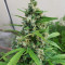 Семена сорта Auto Afghan Mass fem (00 Seeds)