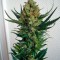 Семена сорта Sensi Star fem (Paradise Seeds)
