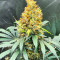 Семена сорта Wedding Crasher Auto fem (7CH Seeds & Advanced Seeds)