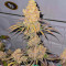 Семена сорта Future #1 fem (Blimburn Seeds)