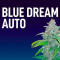 Семена сорта Blue Dream auto fem (FastBuds Seeds)