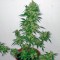 Семена сорта PolarLight #3 Auto fem