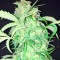 Семена сорта AK Full Auto fem (Sumo Seeds)