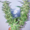 Семена сорта Cafe Racer (Blimburn Seeds)