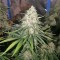 Семена сорта Incredible Bulk fem (Dr. Krippling Seeds)
