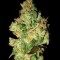 Семена сорта VIP Dwarf Auto fem (VIP seeds)