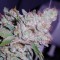 Семена сорта White Berry fem (VIP Seeds)