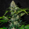 Семена сорта Black Muffin F1 Fast Version fem (Sweet Seeds)