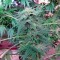 Семена сорта Durga Mata II CBD fem (Paradise Seeds)