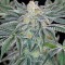 Семена сорта Mazar Kush fem (World of Seeds)