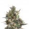 Семена сорта Royal Bluematic Auto fem (Royal Queen Seeds)
