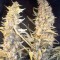 Семена сорта Skunk Special fem (Female Seeds)