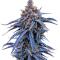 Семена сорта Insane OG