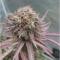 Семена сорта Sweet Valley Kush fem (Green House Seeds)