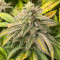 Семена сорта Bruce Banner # fem (AlphaFem Seeds)