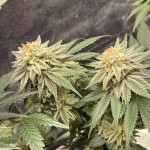 crescendo-rbx1-fem-ethos-genetics.jpg