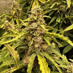 godzilla-cookies-auto-fem-herbies-seeds.jpg
