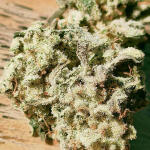 godzilla-original-glue-gg4-godzilla-glue-4-fem-herbies-seeds.jpg