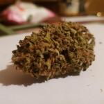 strawberry-pie-auto-fem-fastbuds.jpg