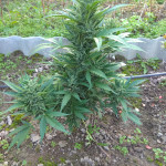 auto-anubis-pyramid-seeds.jpg