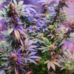 lucid-bolt-fem-paradise-seeds.jpg