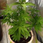 miracle-alien-cookies-mac-fem-7ch-american.jpg