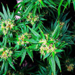 godzilla-original-glue-gg4-godzilla-glue-4-fem-herbies-seeds.jpg