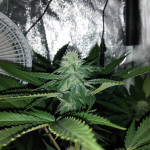northern-lights-nirvana-seeds.jpg